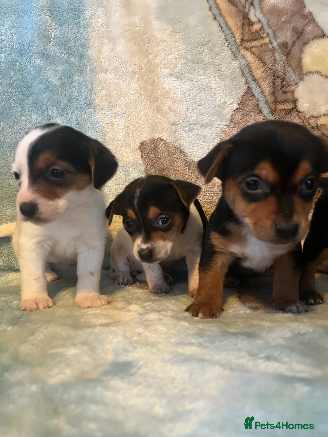 Jack Russell dogs for sale: 6 stunning jackruseel puppues - Advert 7
