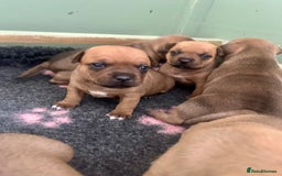 Staffordshire Bull Terrier dogs for sale: Amazing True To Type Staffordshire bull terriers  - Image 3