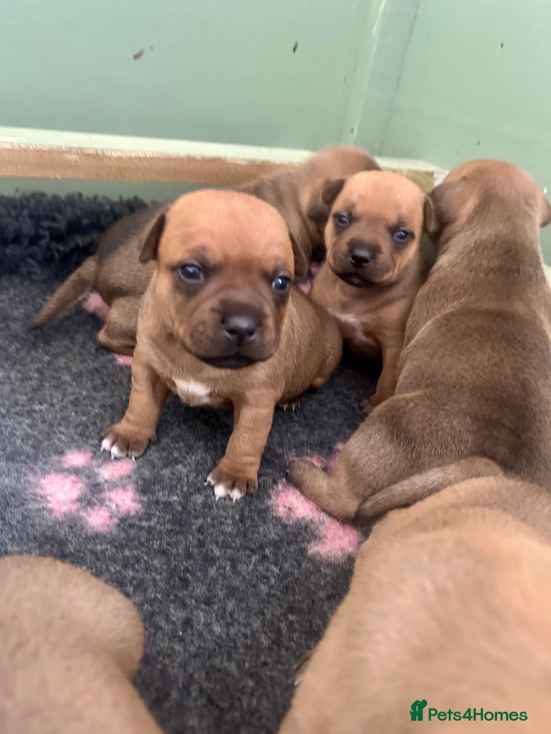Staffordshire Bull Terrier dogs for sale: Amazing True To Type Staffordshire bull terriers  - Image 3