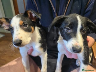 Mixed Breed dogs for sale: 2 Female Collie pups for sale - Advert 1