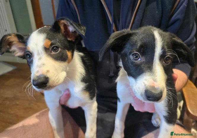 Mixed Breed dogs 2 Female Collie pups for sale - Advert 3