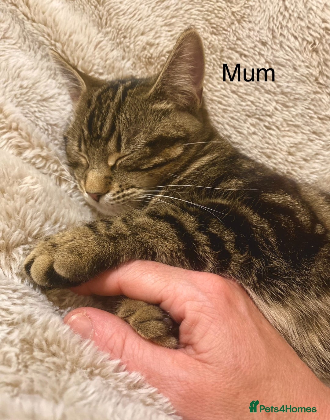 Bengal cats for sale: Bengal cross kittens one grey boy one brown girl - Image 3