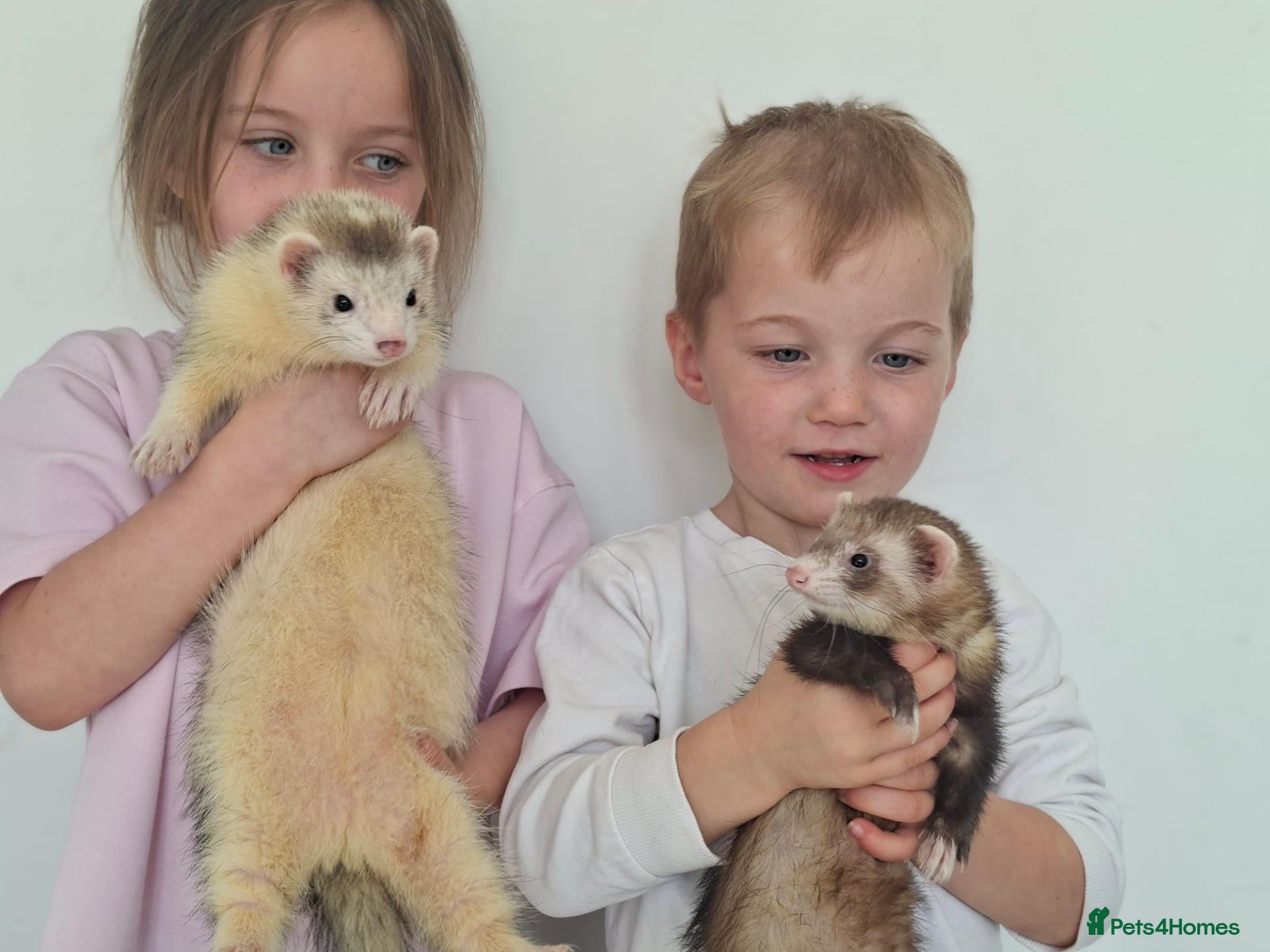 Ferret rodents Silly tame ferrets - Advert 1
