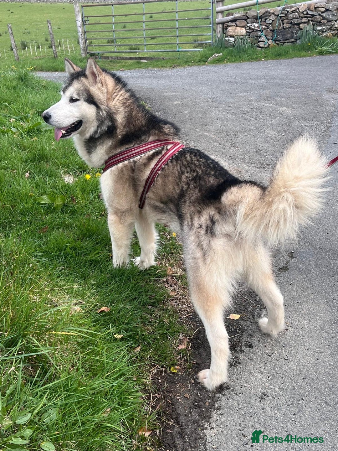Alaskan Malamute dogs for sale: K.C registered Quality Alaskan Malamute puppies - Advert 31