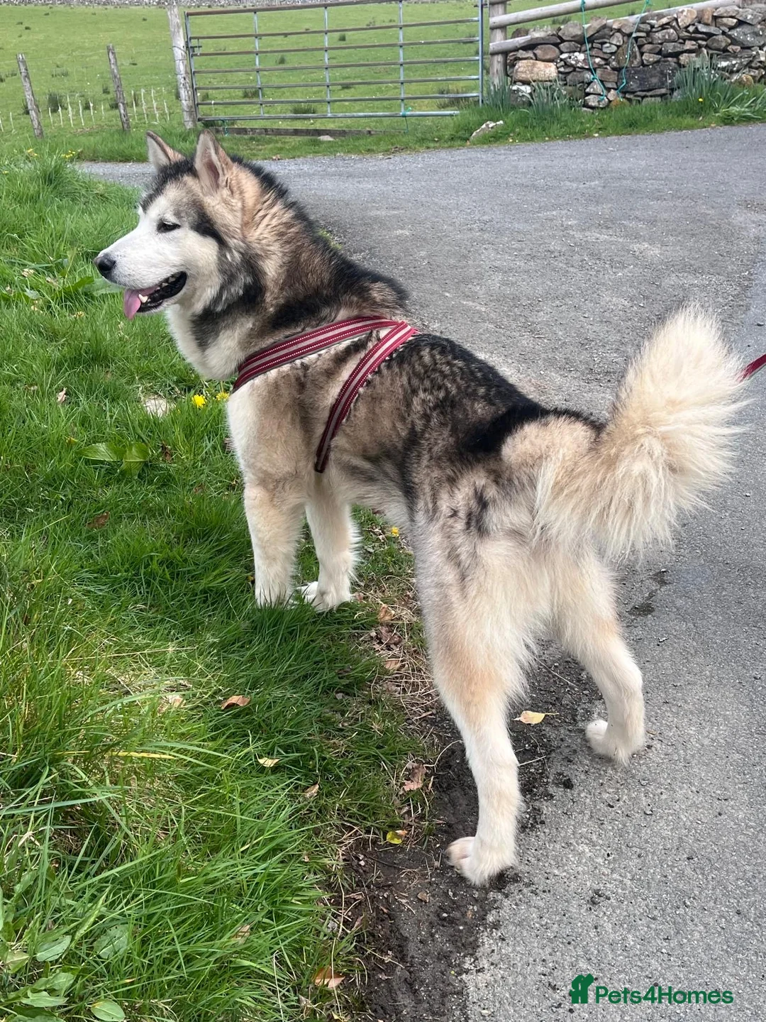 Alaskan Malamute dogs for sale: K.C registered Quality Alaskan Malamute puppies - Advert 12