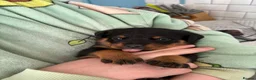 Rottweiler dogs for sale: Rottweiler puppies  - Advert 25