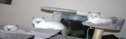 Ragdoll cats for sale: Beautiful Ragdoll kittens in Loughton - Advert 21