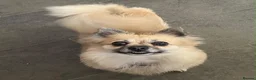 Pomchi dogs for sale: Beautiful pomchi female  - Advert 17