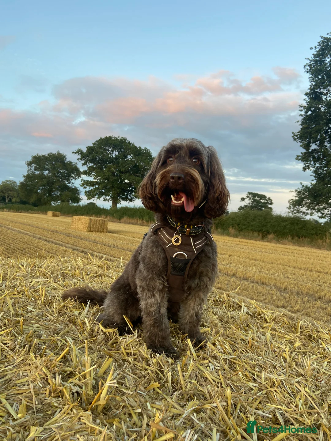 Cockapoo dogs for sale: Health tested F1B black female cockapoo  - Advert 5