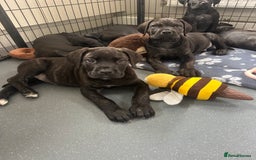 Cane Corso dogs for sale: CLOSING ADVERT ONCE REVIEWS ARE MADE - Advert 1