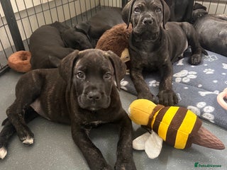 Cane Corso dogs PHOEBE 🧡 LAST GIRL FULLY VACCINATED - Advert 3