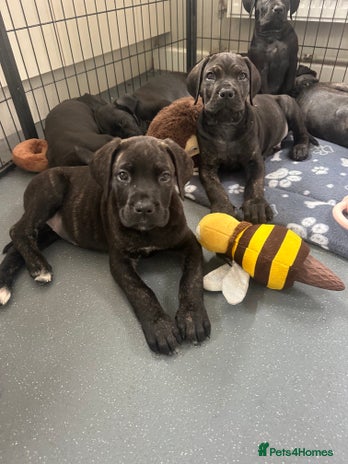 Cane Corso dogs PHOEBE 🧡 LAST GIRL FULLY VACCINATED - Advert 6