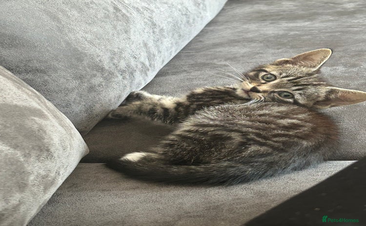 American Shorthair cats - Advert 1