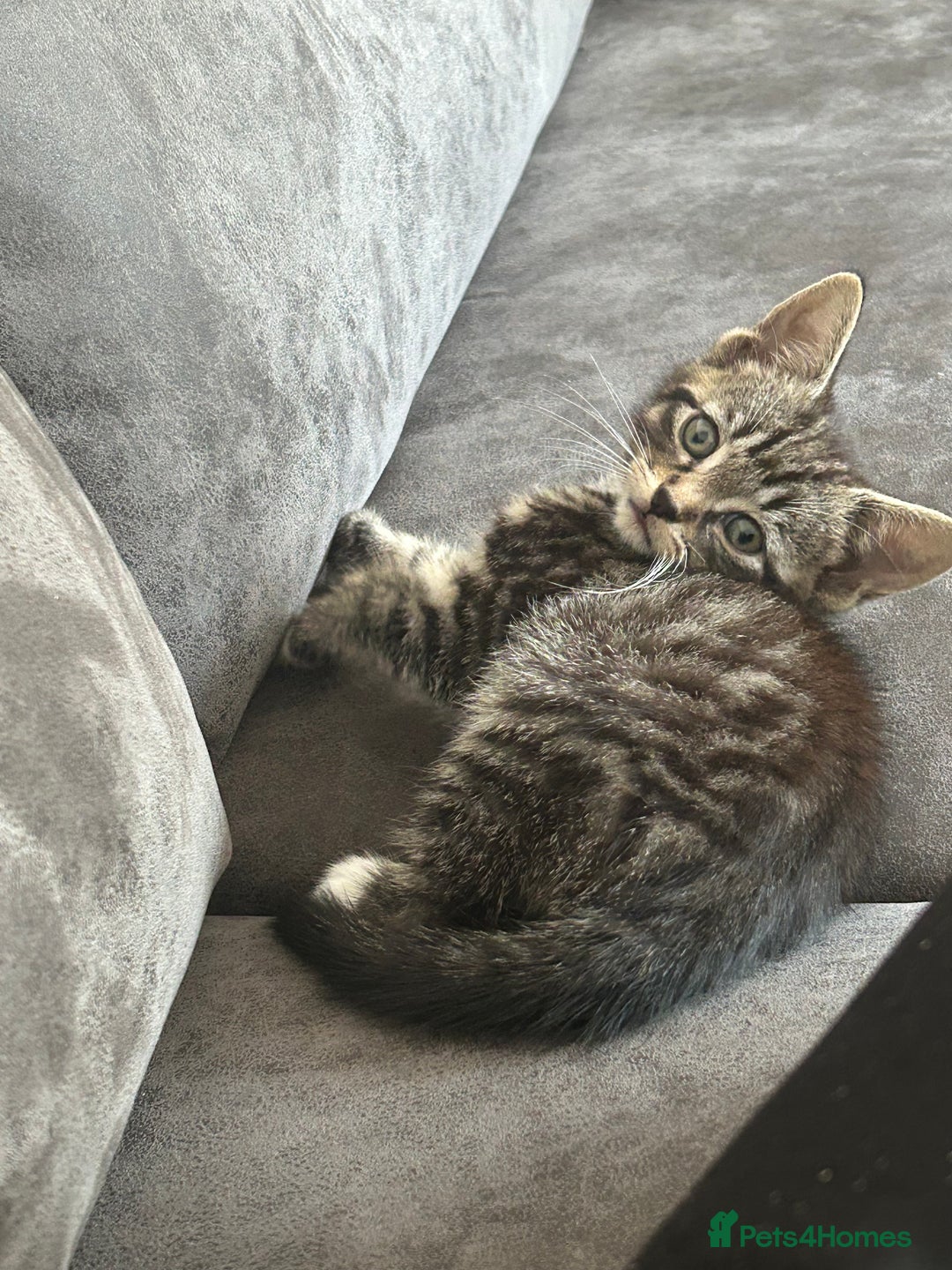 American Shorthair cats for sale: Absolutely stunning and loving Male Kitten   - Image 1