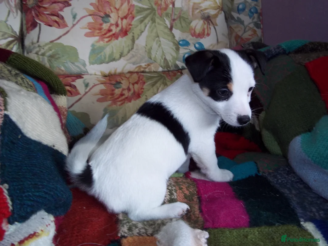 Jack Russell dogs for sale: Pure Bred Jack Russell Puppy - Advert 7