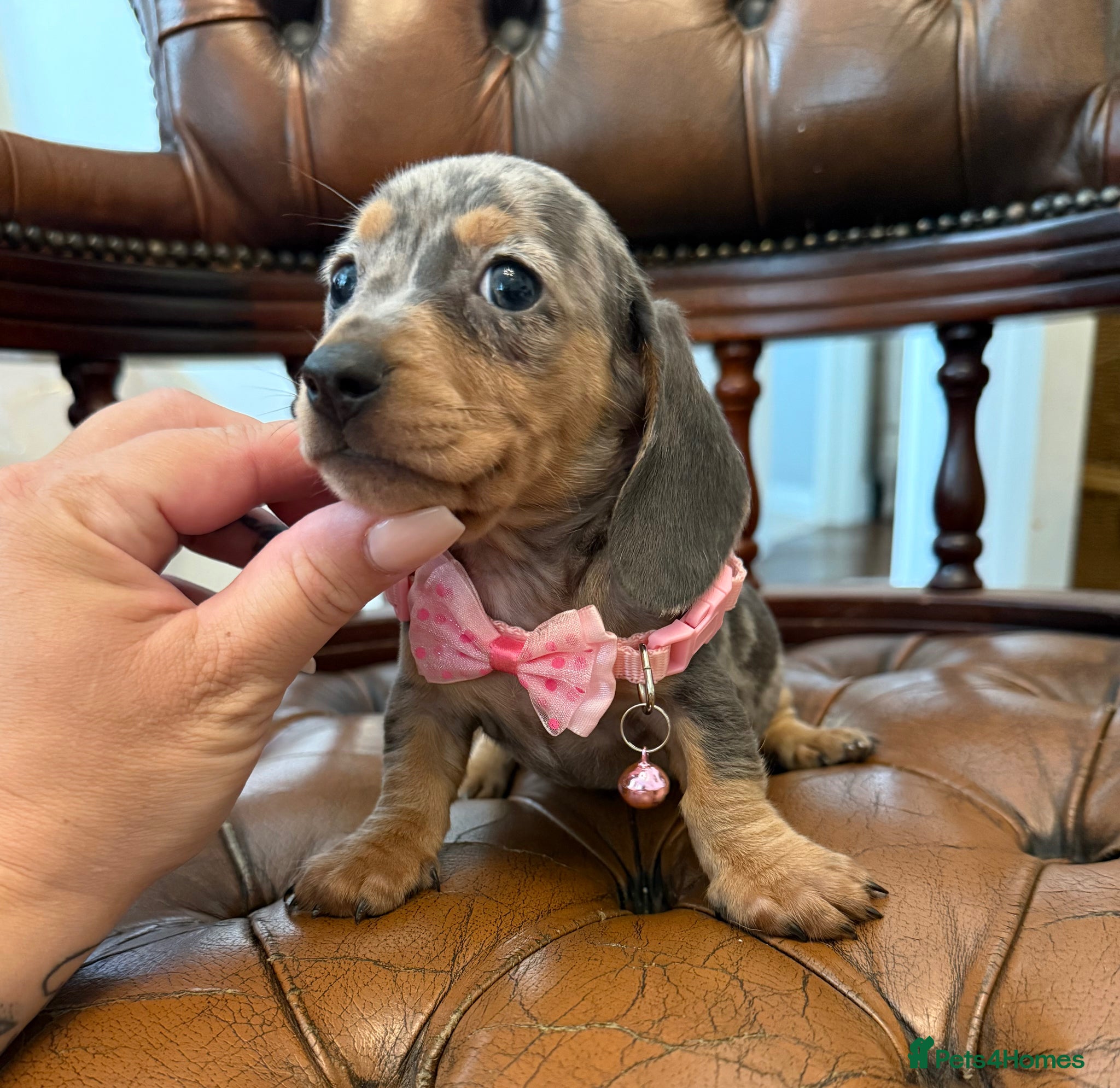Miniature Dachshund dogs Miniature Dachshund Dapple Puppies 🐶 5🌟licensed  - Advert 2