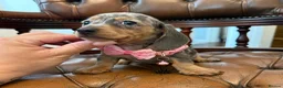 Miniature Dachshund dogs for sale: Miniature Dachshund Dapple Puppies 🐶 5🌟licensed  - Advert 8