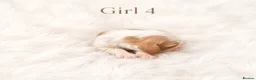 Cavalier King Charles Spaniel dogs for sale: 🐾 KC Registered Cavalier King Charles Spaniel 🐾 - Advert 6