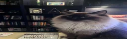 Ragdoll cats for sale: Ragdoll brothers seeking new home - Advert 3