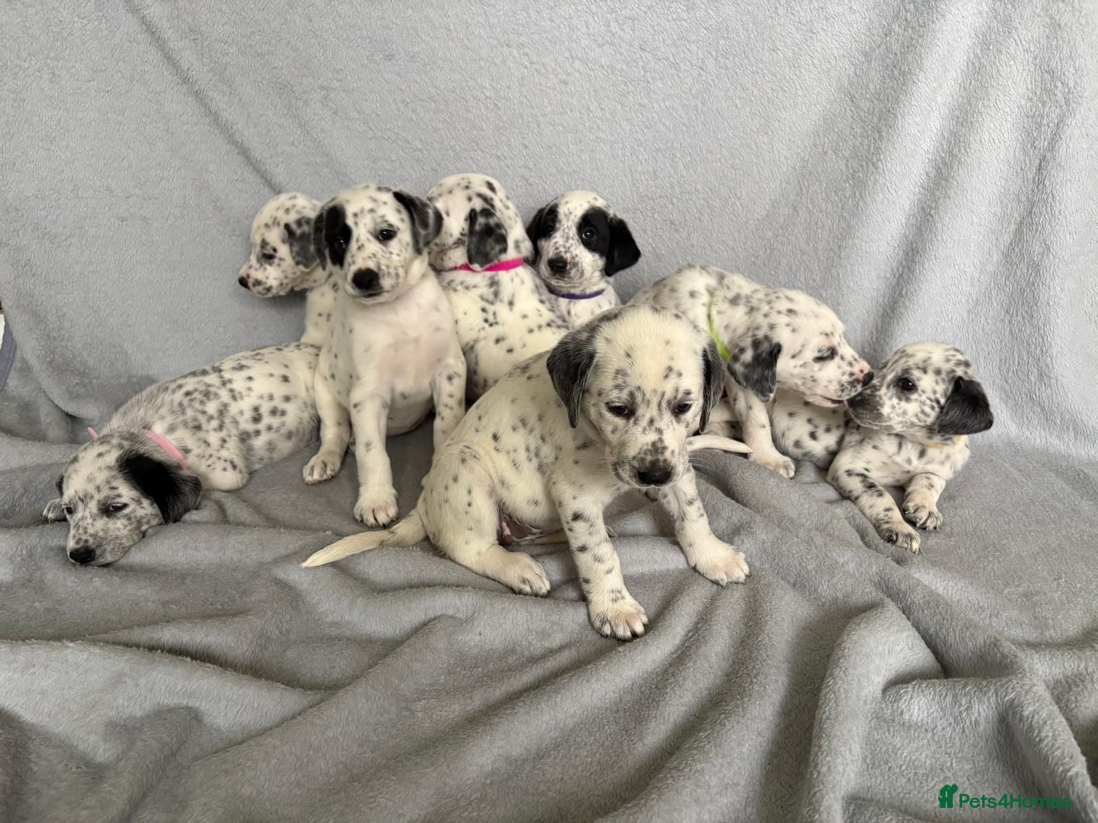 Mixed Breed dogs 8 beautiful pyrematian puppies  - Advert 2