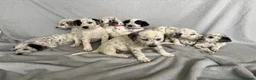 Mixed Breed dogs for sale: 8 beautiful pyrematian puppies  - Advert 2