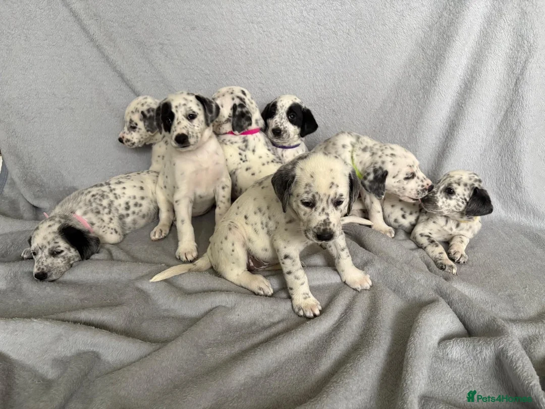Mixed Breed dogs for sale: 8 beautiful pyrematian puppies  - Advert 2