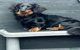 Miniature Dachshund dogs for stud: Long Haired minature Black and Tan male  in Pontefract - Image 9