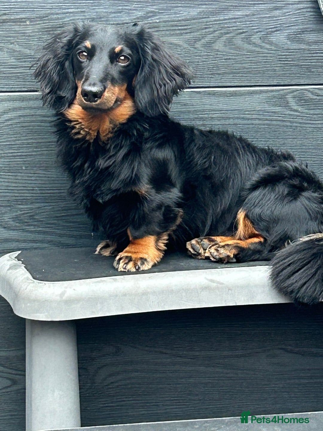 Miniature Dachshund dogs for stud: Long Haired minature Black and Tan male  in Pontefract - Image 9