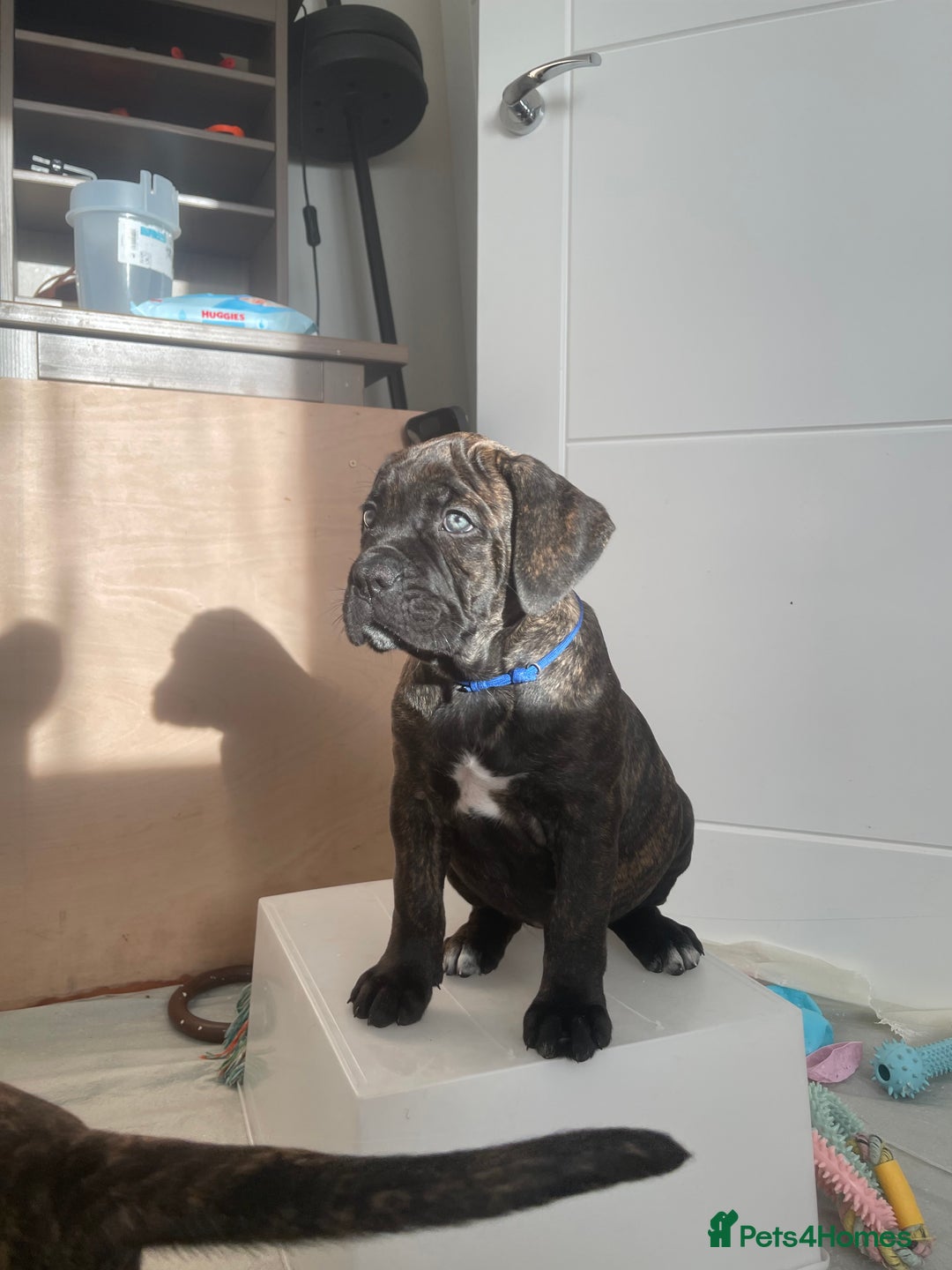 Cane Corso dogs for sale: Yuki X Aries Russian Champ Bloodline Puppies - Advert 13
