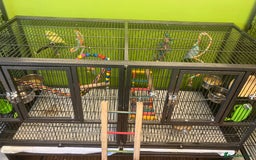 Parrots birds for sale: 2 Male Parrotlets with cage for sale - Image 8