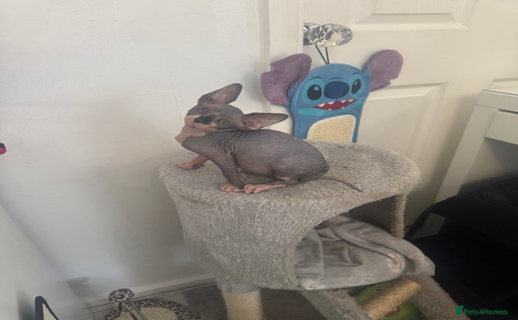 Sphynx cats - Advert 2