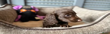 Dachshund 1