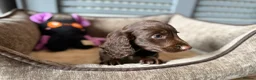 Dachshund dogs for sale: Beautiful litter of dachshund puppies 🐶  - Advert 4