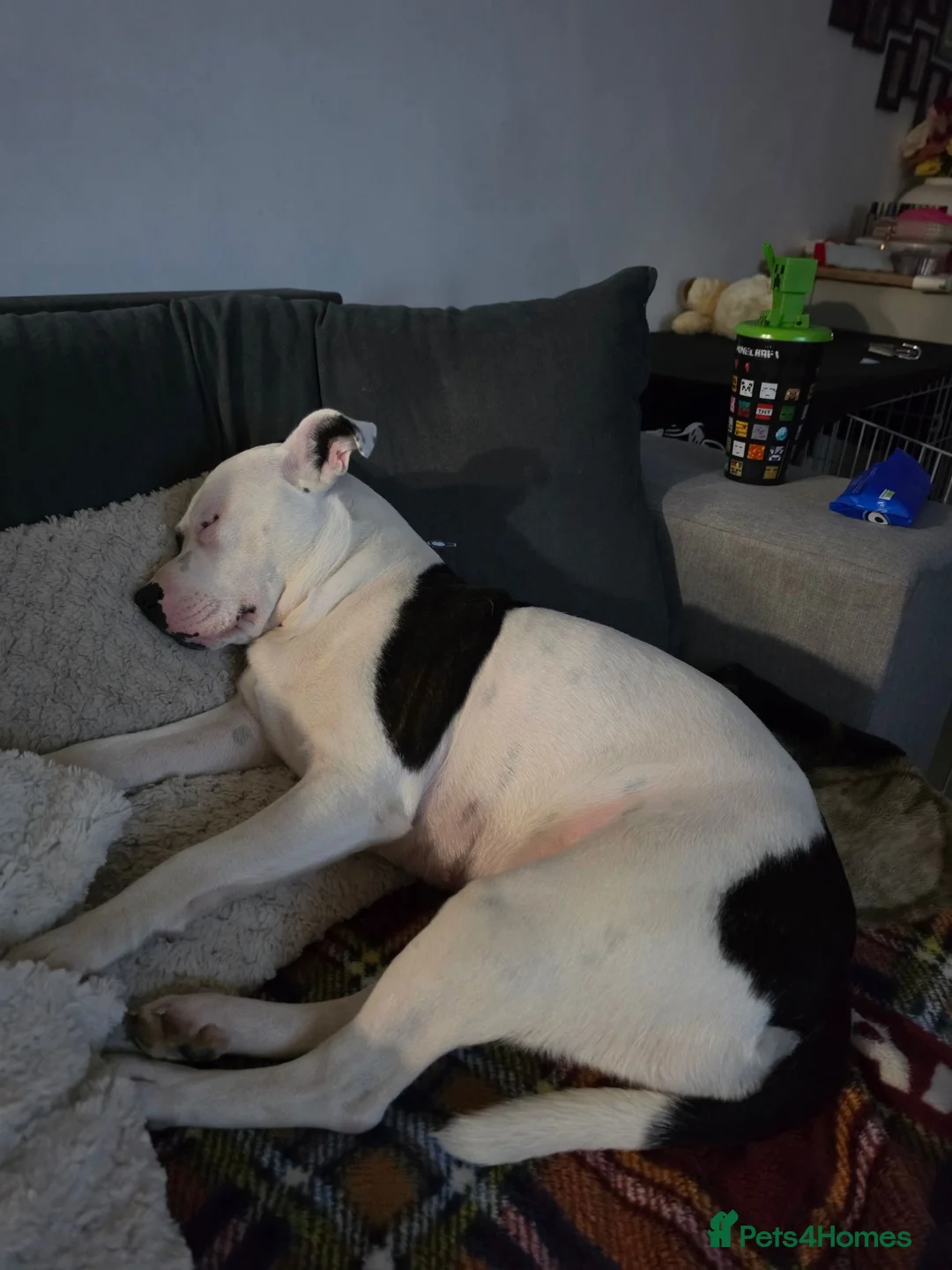 Mixed Breed dogs for sale: Finding a new home for our gorgeous Ruby. in Southampton - Advert 2