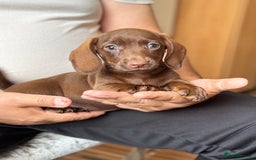 Dachshund dogs for sale: Miniature dachshund puppies  - Image 10