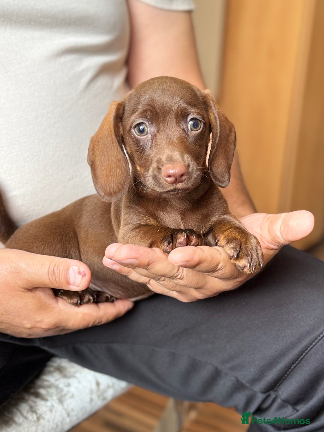 Dachshund dogs for sale: Miniature dachshund puppies  - Image 10