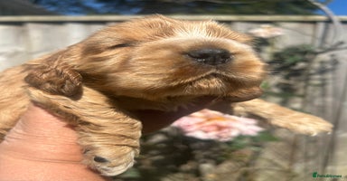Cocker Spaniel dogs - Advert 4