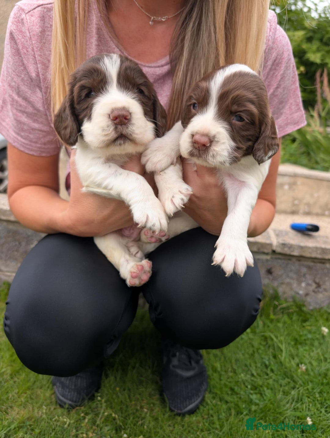 English Springer Spaniel dogs for sale: English springer spaniel - Image 8