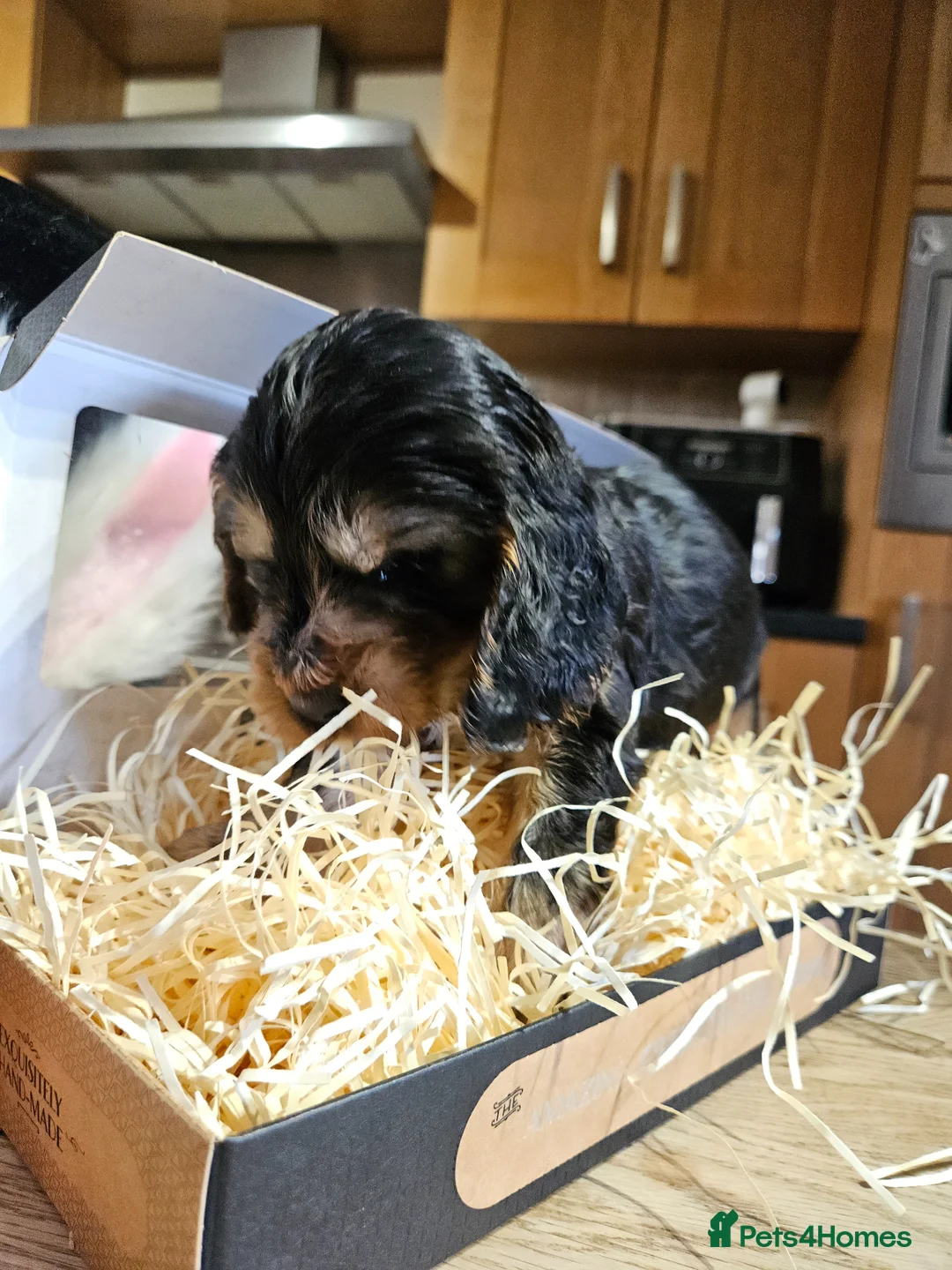 Cocker Spaniel dogs for sale: 3 Gorgeous KC registered Show Cocker Spaniels  - Advert 5