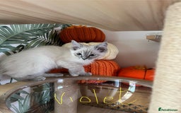 Ragdoll cats for sale: Ragdoll kittens - Image 8
