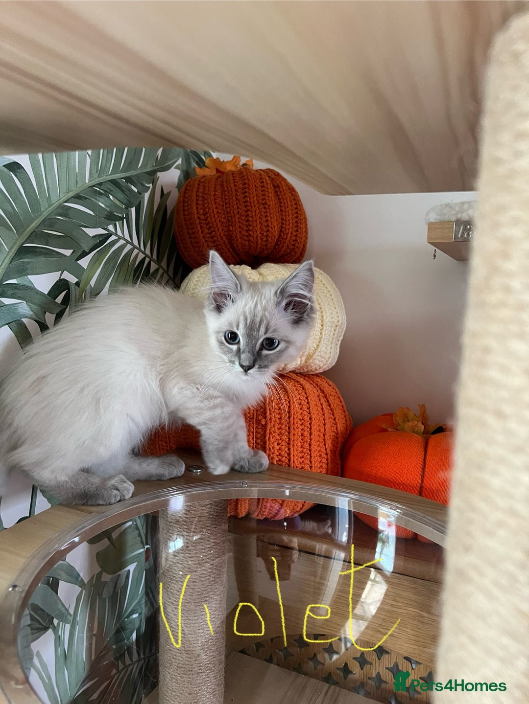 Ragdoll cats for sale: Ragdoll kittens - Image 8