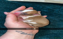 Jack Russell dogs for sale: Lady & The Tramp Jack Russell Terriors  - Advert 3