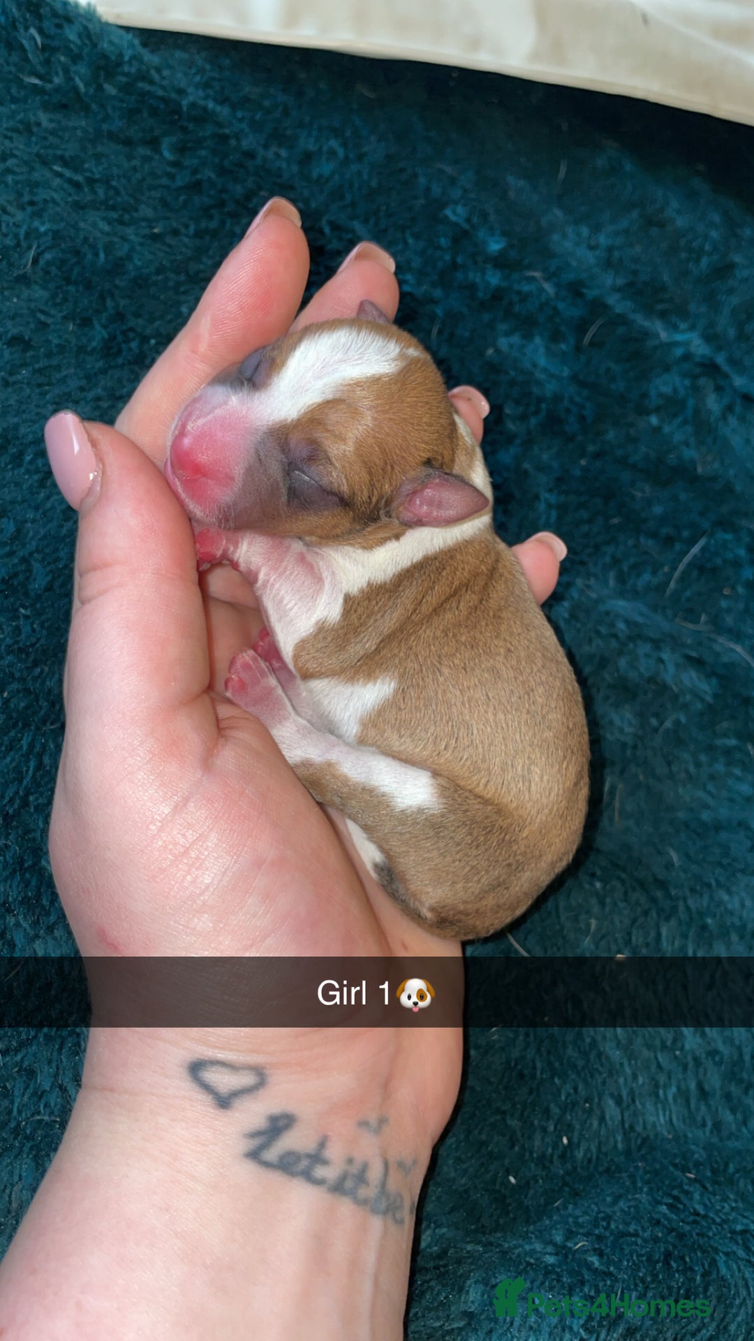 Jack Russell dogs for sale: Lady & The Tramp Jack Russell Terriors  - Advert 3