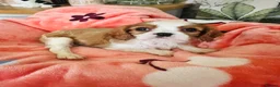 Cavalier King Charles Spaniel dogs for sale: 6 SWEET LITTLE BEAUTIES 2 boys 4 girls  - Advert 24