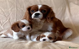 Cavalier King Charles Spaniel dogs for sale: Gorgeous Cavalier King Charles Puppies  - Image 5