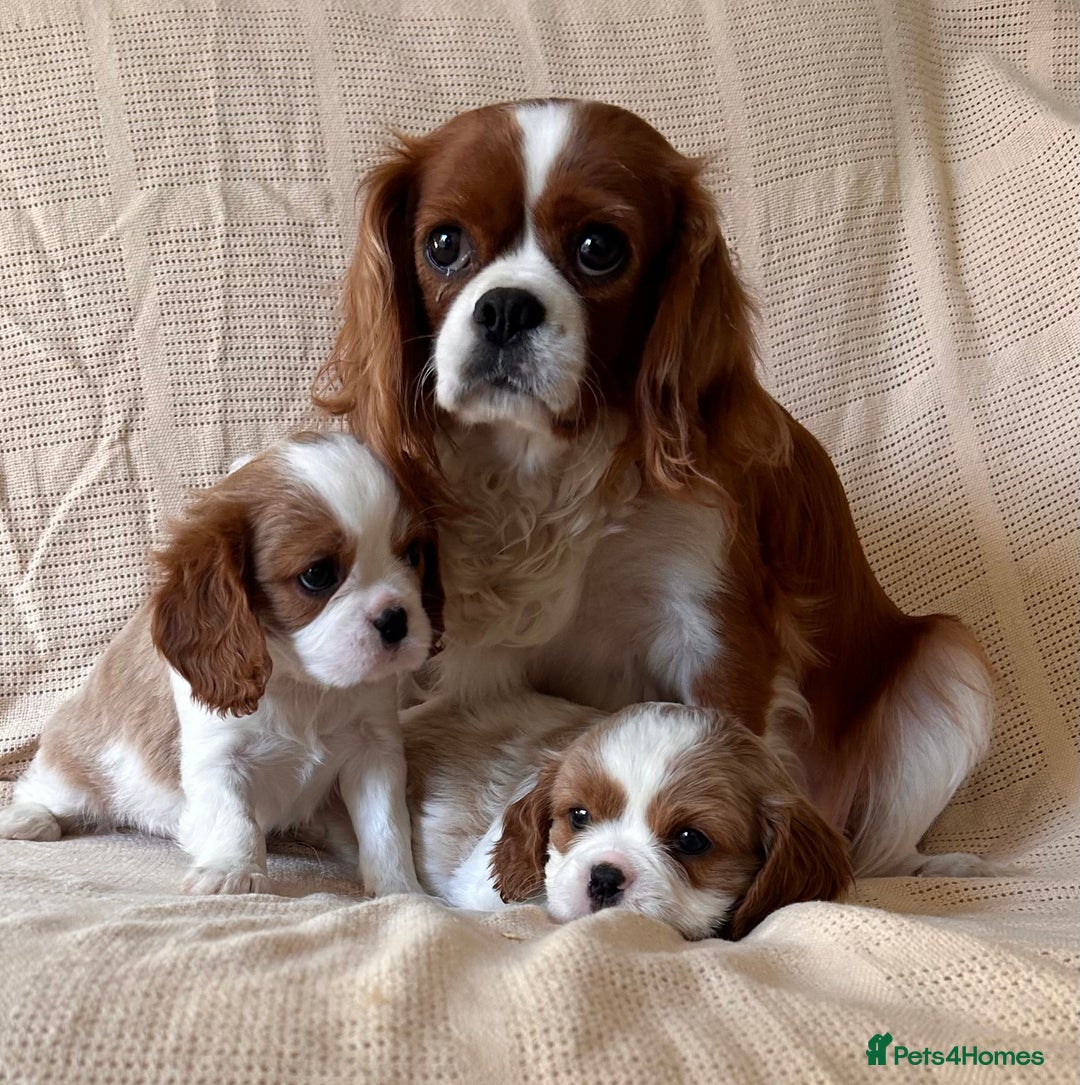 Cavalier King Charles Spaniel dogs for sale: Gorgeous Cavalier King Charles Puppies  - Image 5