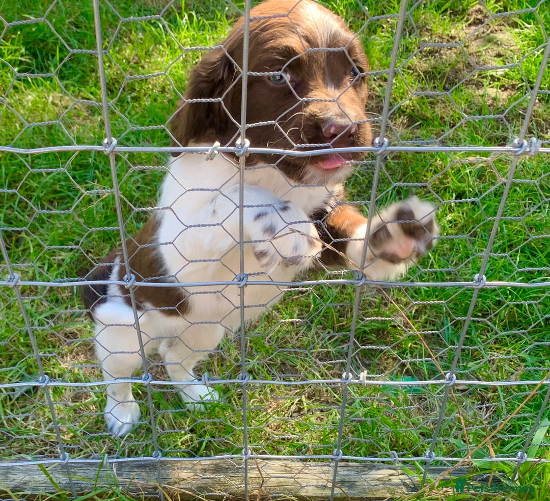 English Springer Spaniel dogs for sale: English Springer Spaniel Puppies - Advert 5