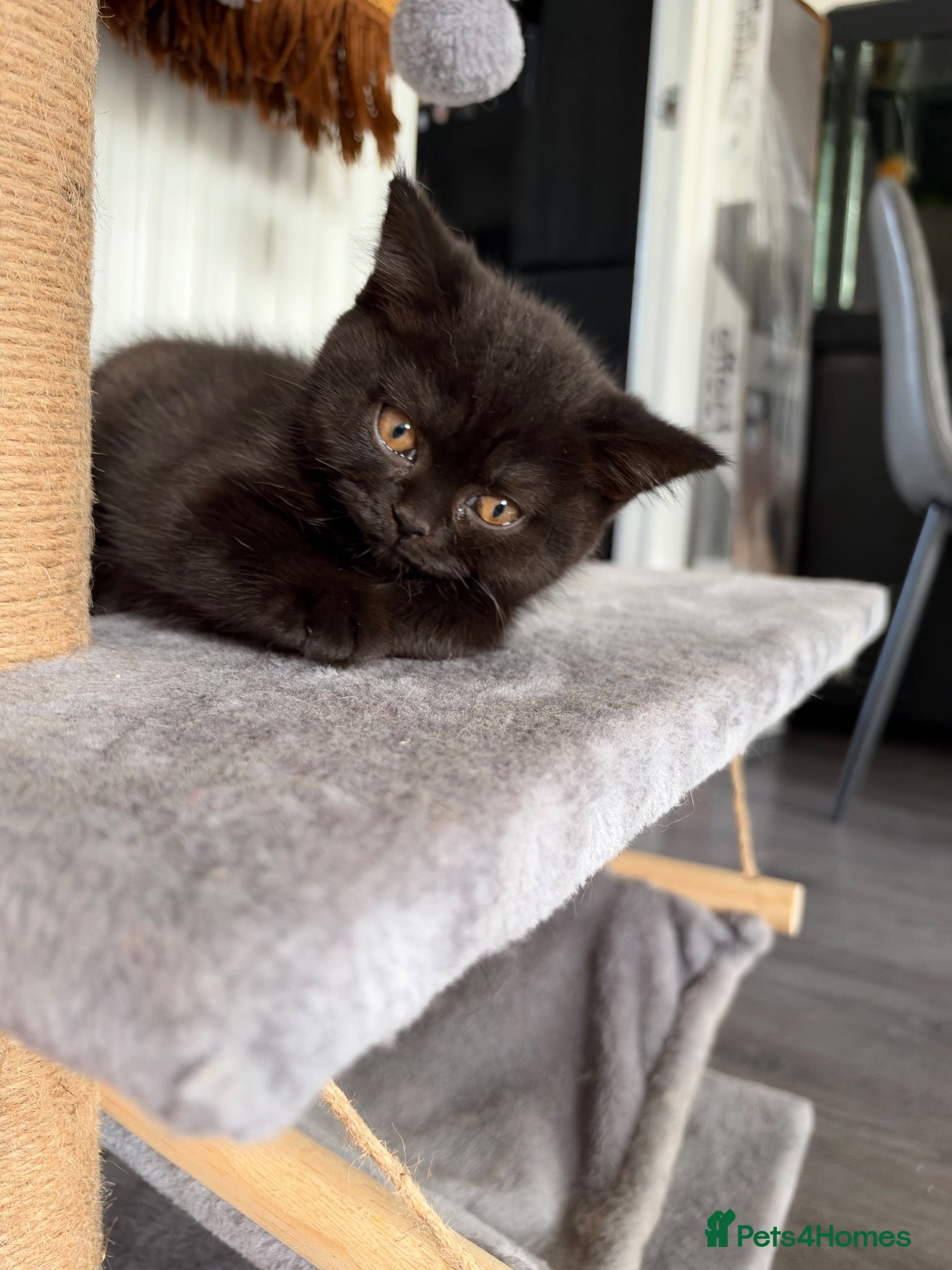 British Shorthair cats 🌟GCCF BSH Kittens Beautiful Variety of Colours 🌟 - Advert 1