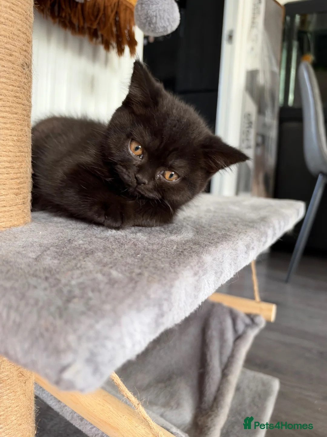 British Shorthair cats for sale: 🌟GCCF BSH Kittens Beautiful Variety of Colours 🌟 - Advert 2