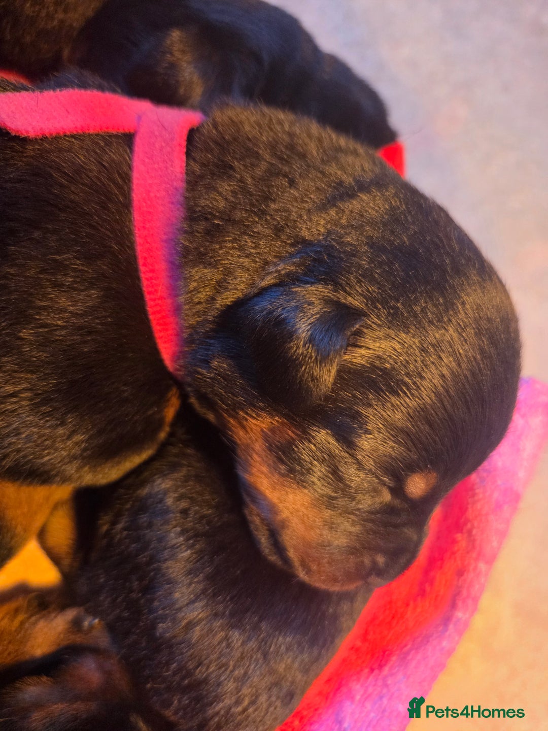 Rottweiler dogs for sale: Rottweiler  - Image 8
